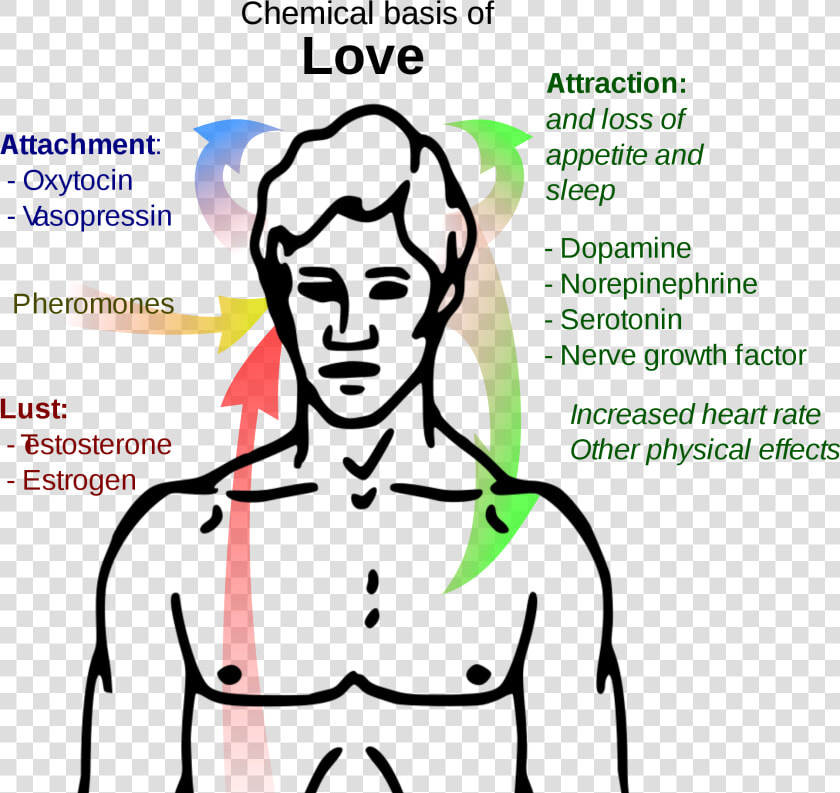 Chemical Basis Of Love   Png Download   Chemical Basis Of Love  Transparent PngTransparent PNG