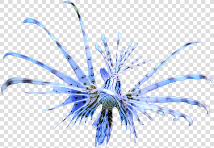 Lionfish   Marine Invertebrates  HD Png DownloadTransparent PNG