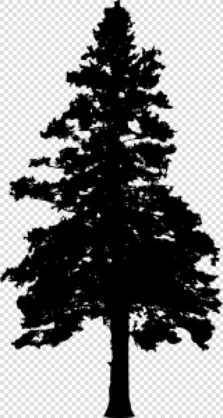 30 Pine Tree Silhouette Vol   Silhouette Pine Tree With No Background  HD Png DownloadTransparent PNG