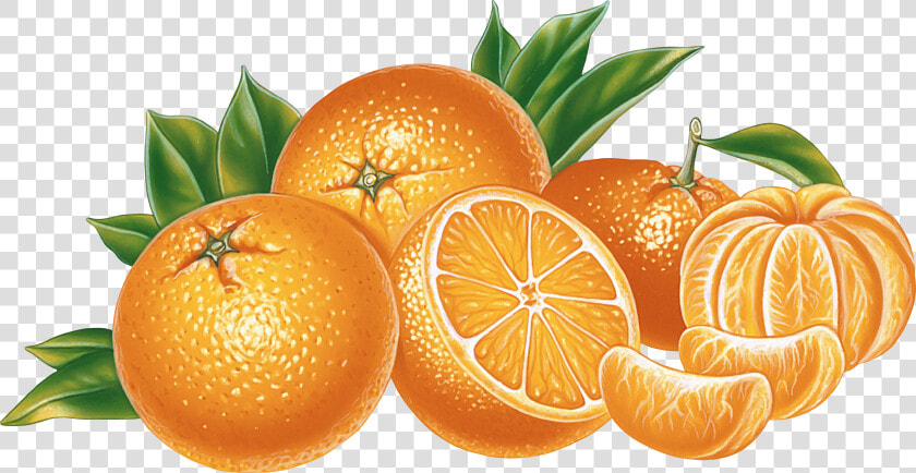 Orange Png Image  Free Download   Orange Png  Transparent PngTransparent PNG