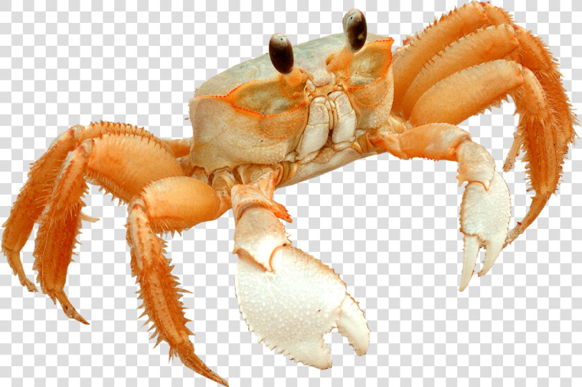 Transparent Little Mermaid Sebastian Png   Freshwater Crab  Png DownloadTransparent PNG