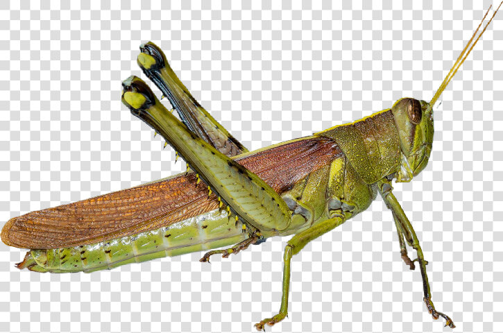 Gafanhoto Grasshopper Grilo Cricket Inseto Freetoedit   Band Winged Grasshoppers  HD Png DownloadTransparent PNG