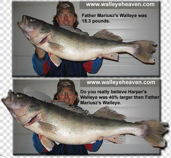 Transparent Walleye Png   World Record Walleye Length  Png DownloadTransparent PNG