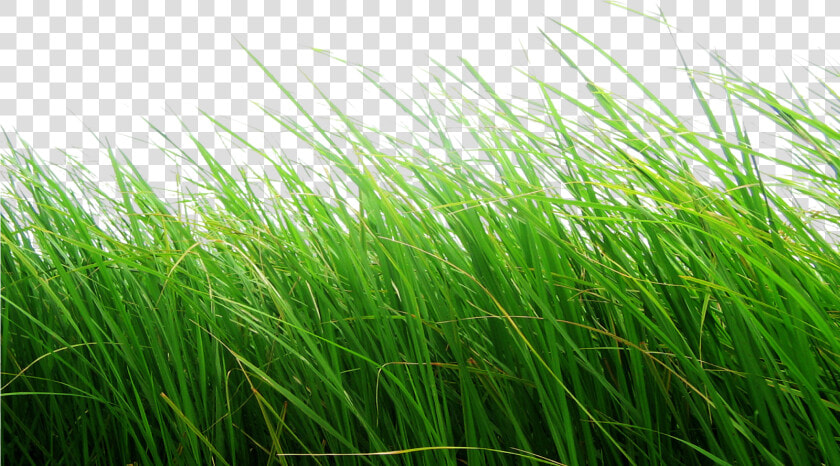 Cb Editing Flower Grass Png   Cb Background Hd Grass  Transparent PngTransparent PNG