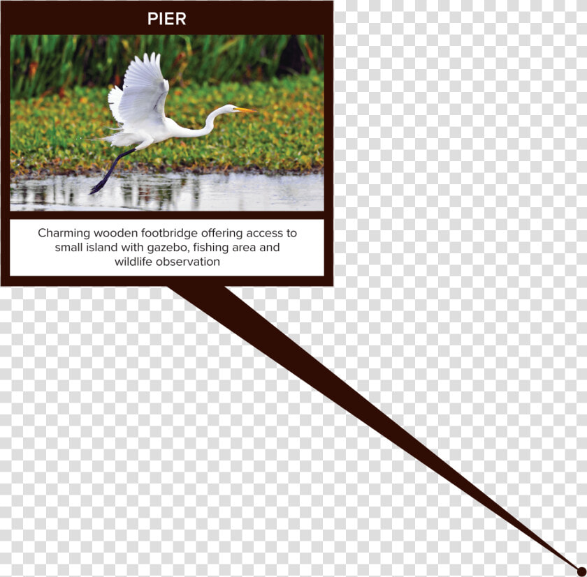 White Egret  HD Png DownloadTransparent PNG