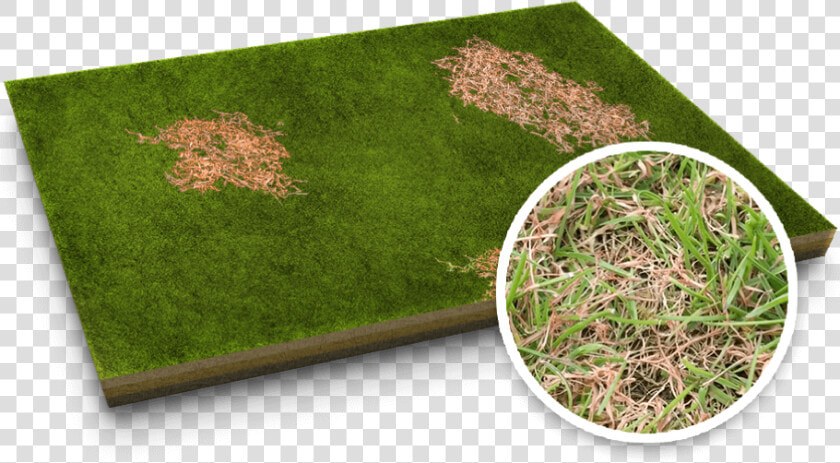 Red Thread Lawn Disease   Lawn  HD Png DownloadTransparent PNG