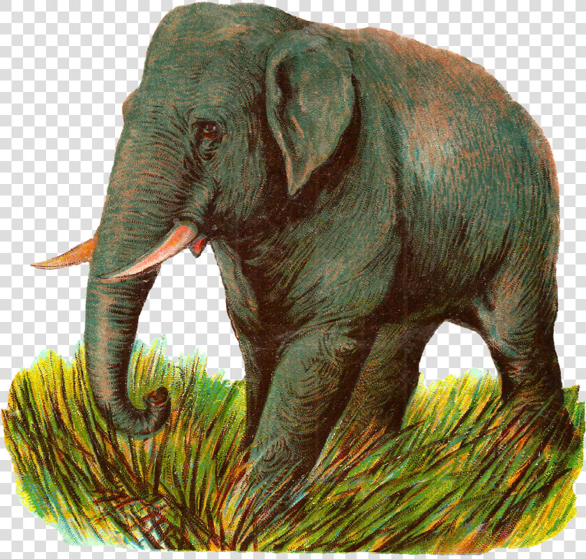 Elephant Asian Image Animal Illustration Digital Clipart   Indian Elephant  HD Png DownloadTransparent PNG