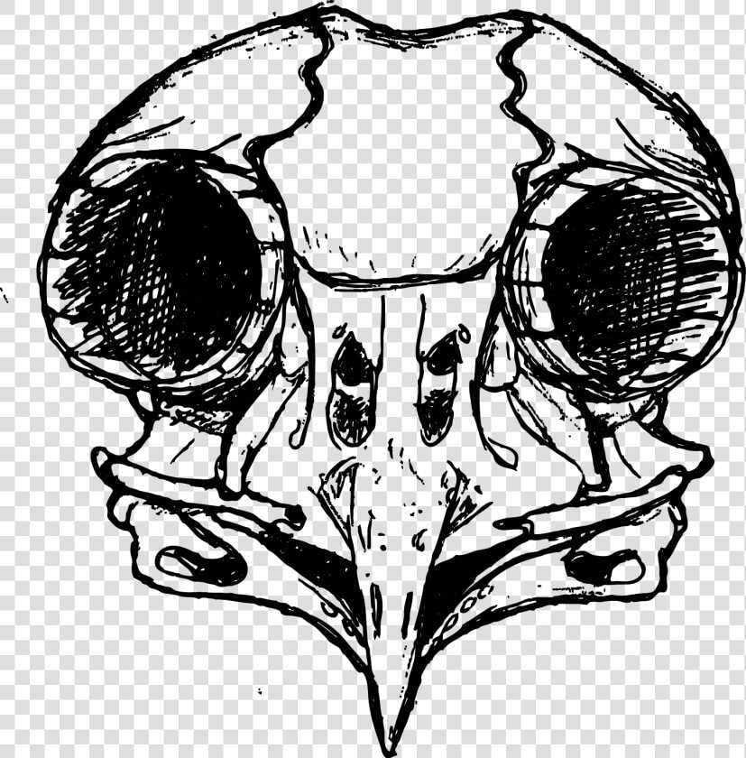 Owl Skull Drawing   Png Download   Owl Skull Drawing  Transparent PngTransparent PNG