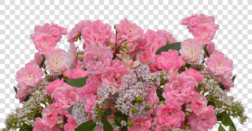 Roses Love Pink Roses Free Photo   Rose  HD Png DownloadTransparent PNG