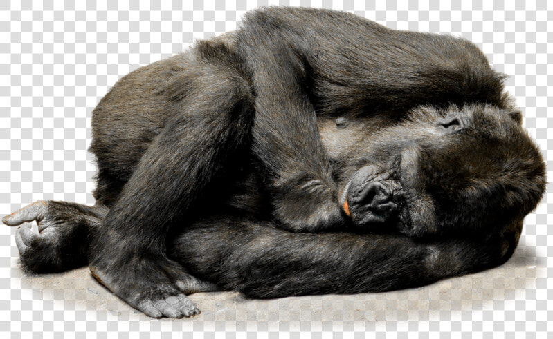 Isolated Gorilla Monkey Face   Sleeping Gorilla Png  Transparent PngTransparent PNG