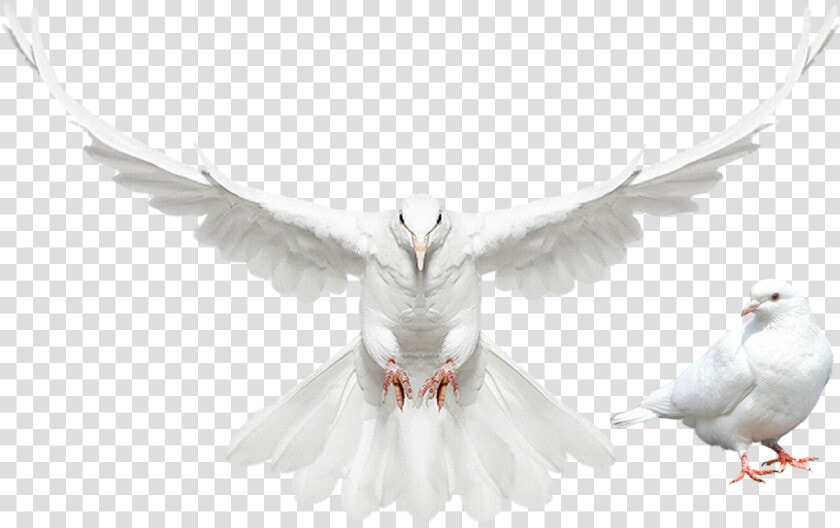 Dove Spreading Its Wings  HD Png DownloadTransparent PNG