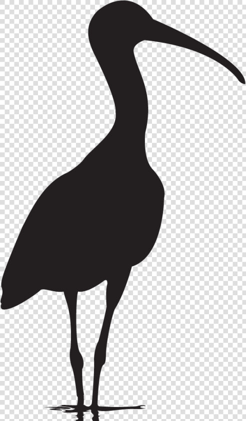 Flying Scarlet Ibis Silhouette  HD Png DownloadTransparent PNG