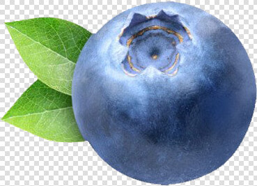 Blueberry Png Clipart   Transparent Blueberry  Png DownloadTransparent PNG