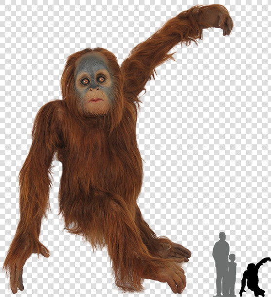 Orangutan Transparent Png  Png DownloadTransparent PNG