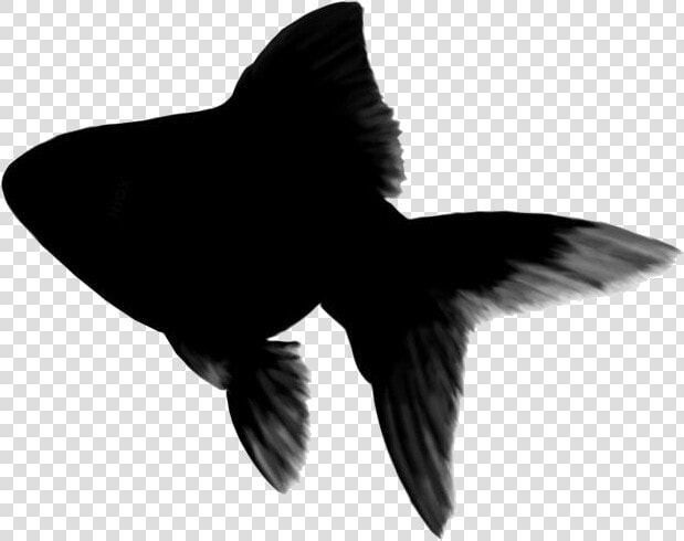 Cartoon Goldfish Png Transparent Images   Invertebrate  Png DownloadTransparent PNG