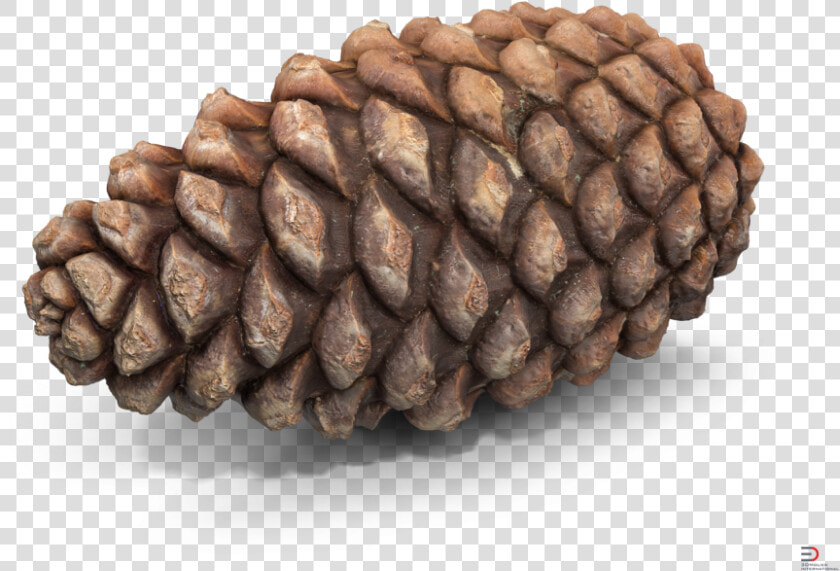 Pine Cone Royalty free 3d Model   Pine Cone 3d Model Free  HD Png DownloadTransparent PNG