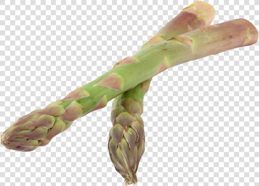 Asparagus Png Image   Asparagus  Transparent PngTransparent PNG