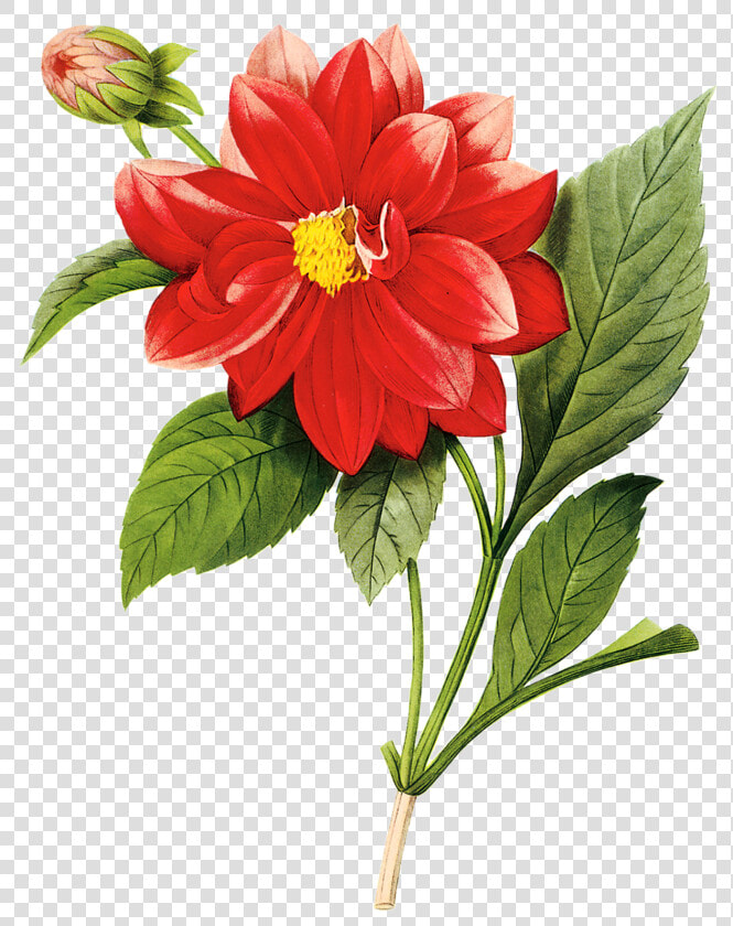 Transparent Flores Vintage Png   Vintage Dahlia Print  Png DownloadTransparent PNG