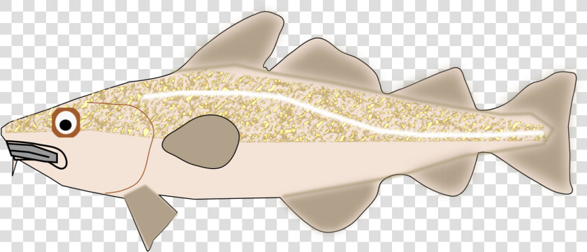 Fish cod trout   Trout  HD Png DownloadTransparent PNG