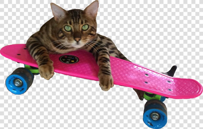  cat  funny  funnycat  funnysticker  pennyboard  catonskateboard   Longboard  HD Png DownloadTransparent PNG