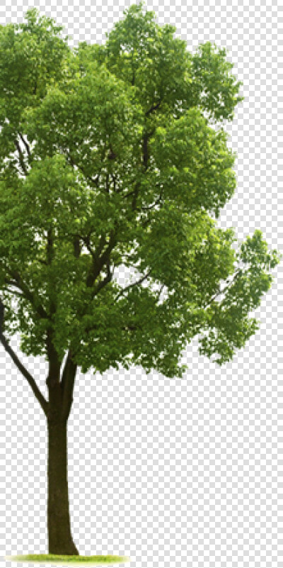 Tree Side Png 1 » Png Image   Tree On The Side  Transparent PngTransparent PNG