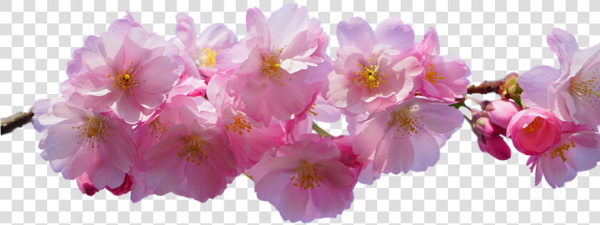 Cherry Blossom  Pink  Isolated  Spring   Real Cherry Blossom Png  Transparent PngTransparent PNG