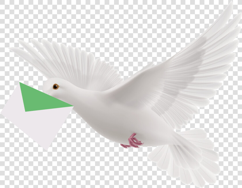 Pigeon Png   White Flying Pigeon Png  Transparent PngTransparent PNG