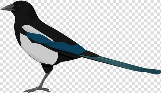 Magpie Png  Transparent PngTransparent PNG