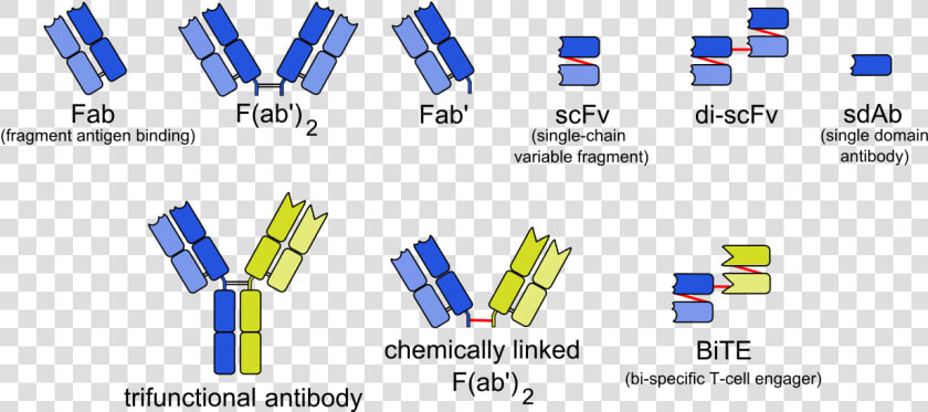 Short Chain Variable Fragments  HD Png DownloadTransparent PNG