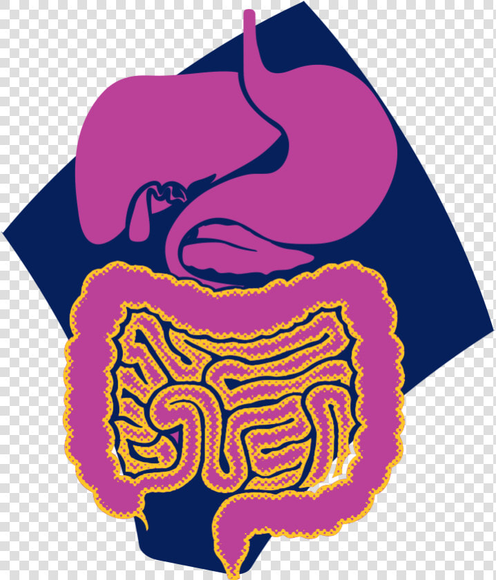 Gastrointestinal Tract Highlighted Showing The Decreased  HD Png DownloadTransparent PNG