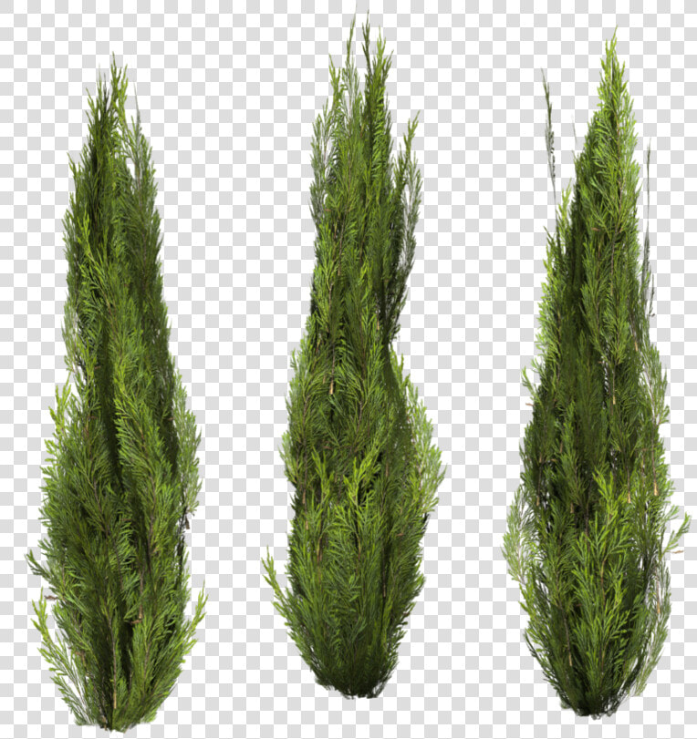 Bushes Png Image   Cutout Bush 29 Png  Transparent PngTransparent PNG