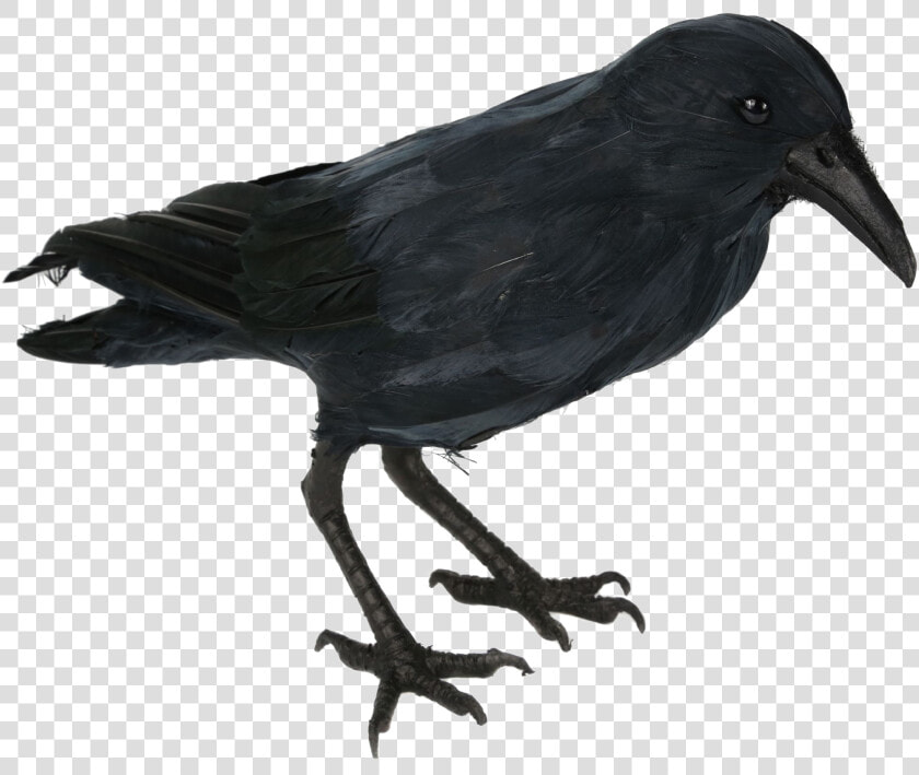 Crow Png Free Images   Crow Png Hd  Transparent PngTransparent PNG