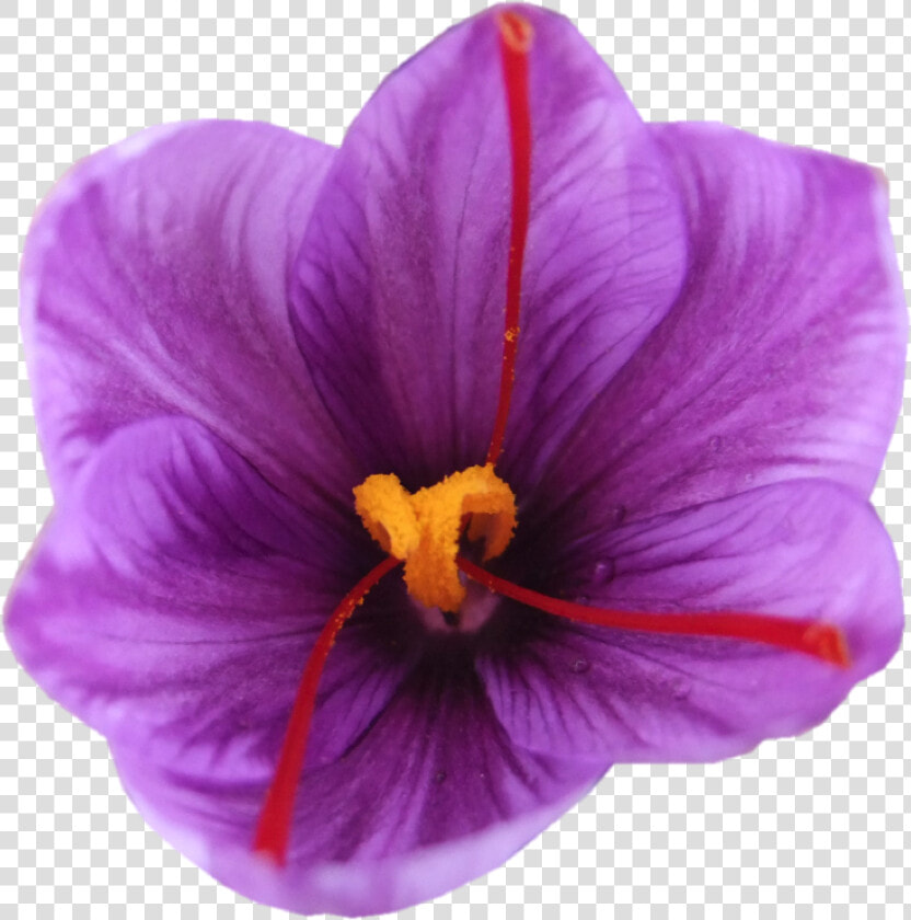 Iranian Saffron Flower Png  Transparent PngTransparent PNG