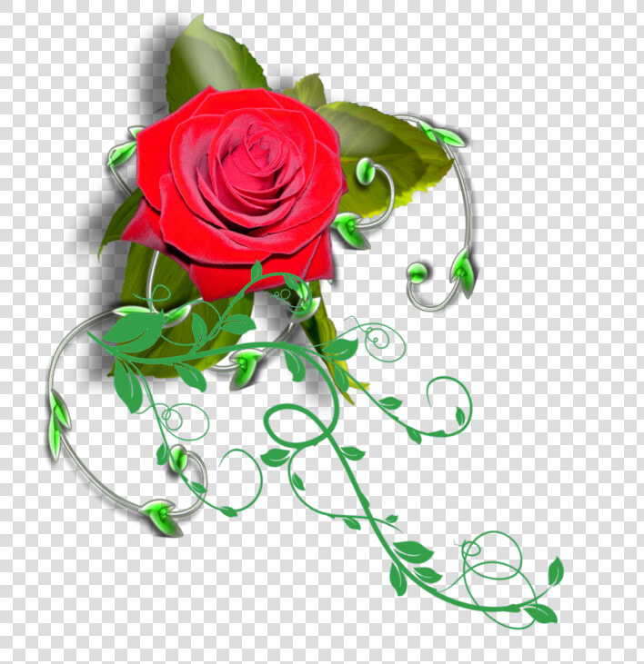  mq  red  rose  vines   Garden Roses  HD Png DownloadTransparent PNG