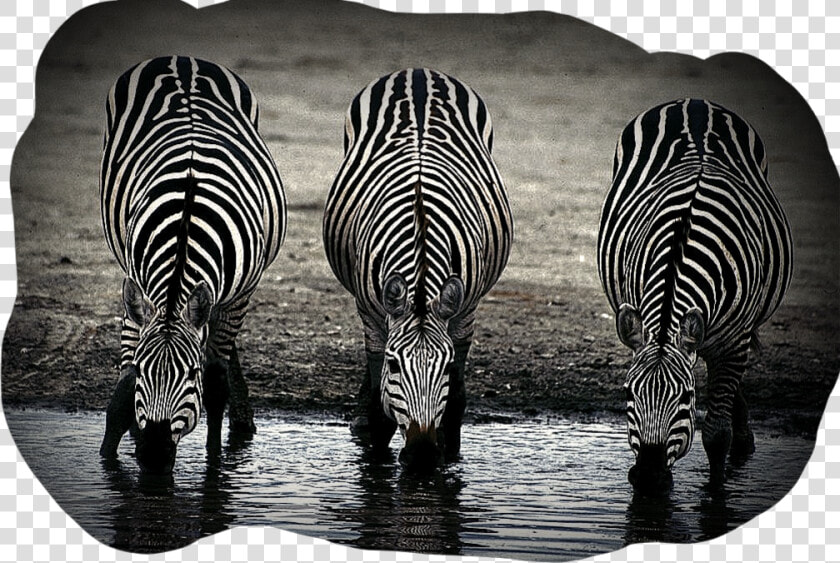  zebras  zebras  zebrastyle  zebrastripes  zebrahead   No Two Zebras Have The Same Stripes  HD Png DownloadTransparent PNG