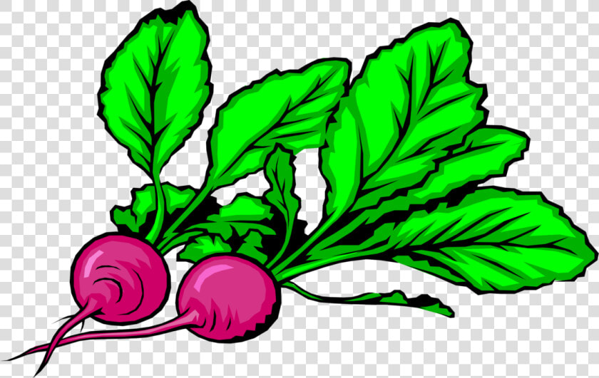 Vector Illustration Of Crisp  Pungent Edible Root Vegetable  HD Png DownloadTransparent PNG