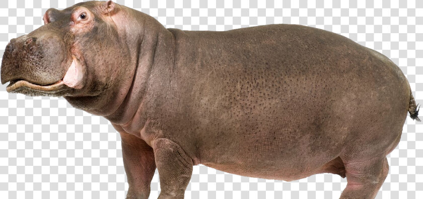 Hippo Png  Transparent PngTransparent PNG