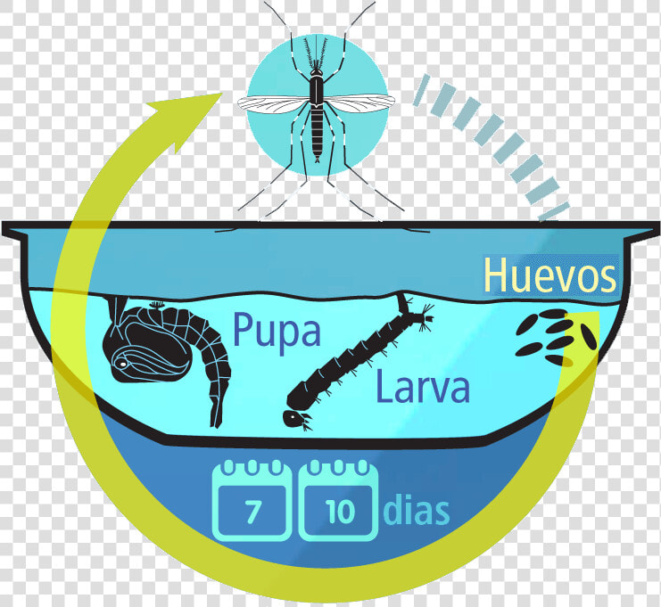 Ciclo De Vida Del Aedes Aegypti  HD Png DownloadTransparent PNG