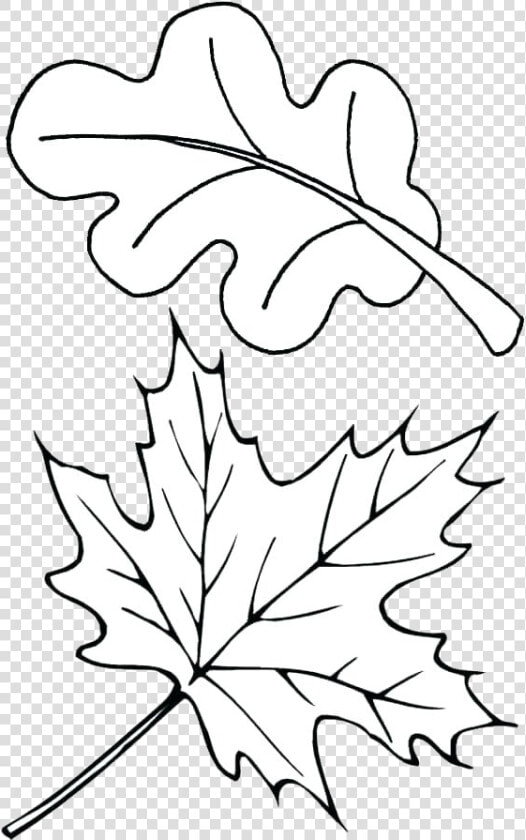 Leaf Outline Autumn Outlines Fall Clip Art Transparent   Fall Leaves Coloring Pages  HD Png DownloadTransparent PNG