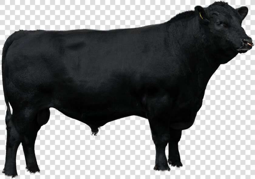 Beef Sires   Brahman Cow Vector Png  Transparent PngTransparent PNG