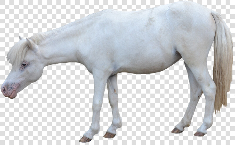 White Horse   Horse White Background Foal  HD Png DownloadTransparent PNG