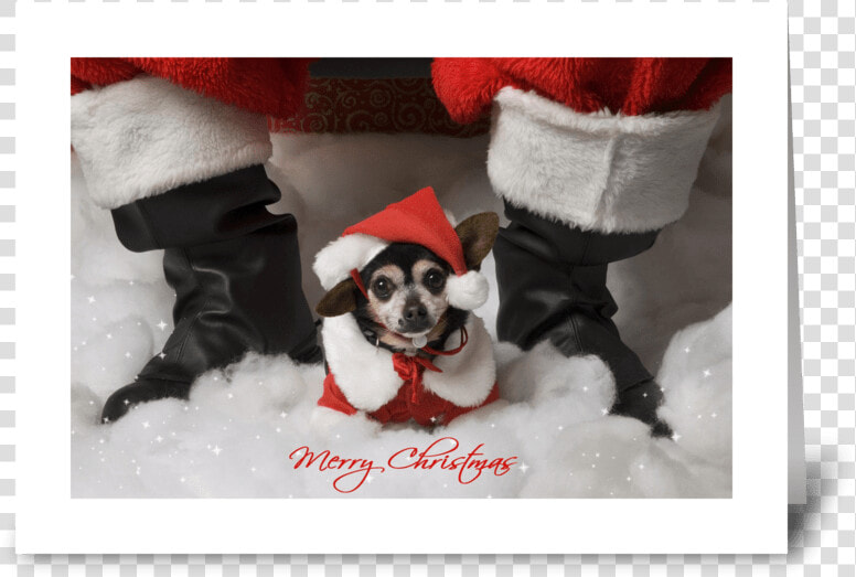 Merry Christmas Greeting Card   Chihuahua  HD Png DownloadTransparent PNG