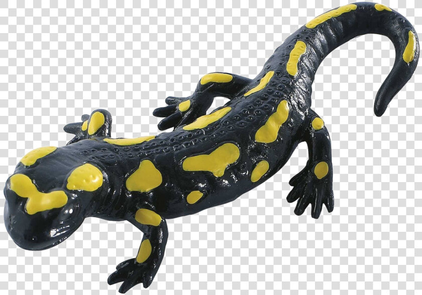 Salamander Transparent Images  HD Png DownloadTransparent PNG