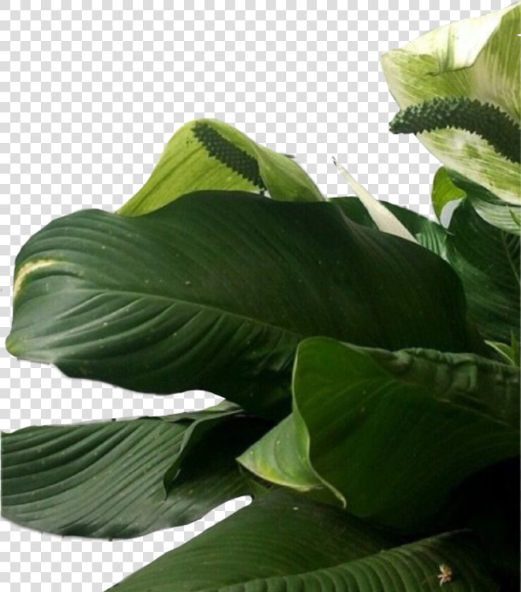  plant  plants  leaf  leaves  aesthetic  green  freetoedit   Leaf Aesthetic Background  HD Png DownloadTransparent PNG