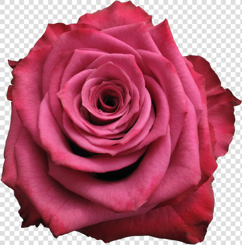 Floribunda  HD Png DownloadTransparent PNG