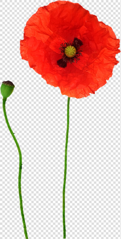 Opium Flower Red Transprent Png Free Download   Poppy Flowers Png  Transparent PngTransparent PNG