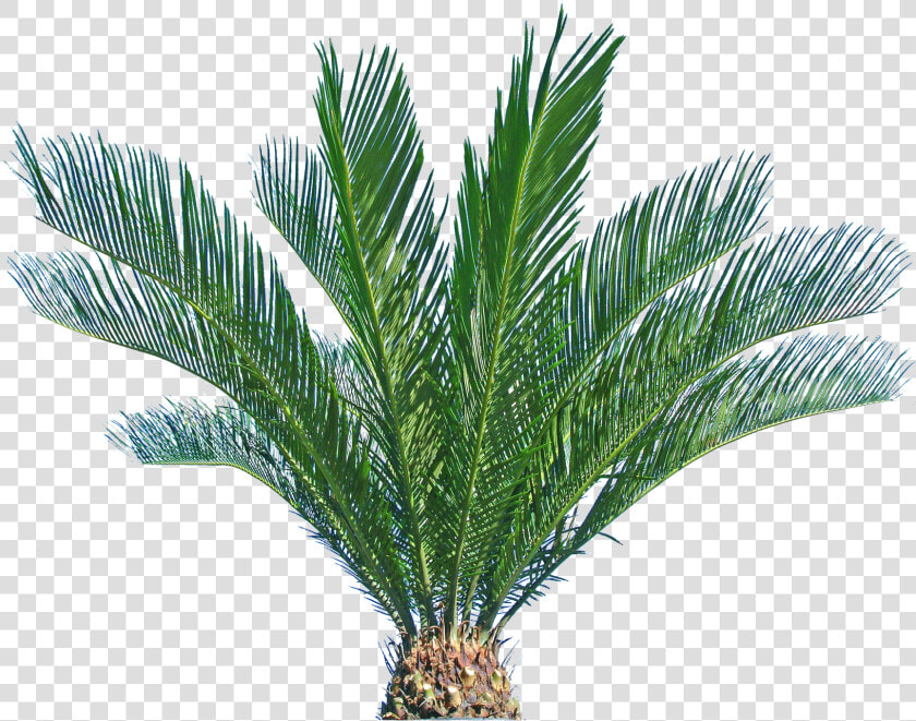 Transparent Background Sago Palm  HD Png DownloadTransparent PNG