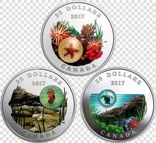 Royal Canadian Mint Turtle  HD Png DownloadTransparent PNG