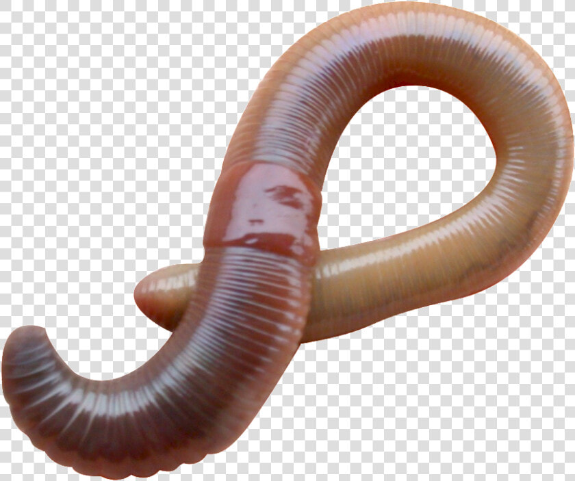 Earthworm Worm Png   Earthworm Eudrilus Eugeniae  Transparent PngTransparent PNG