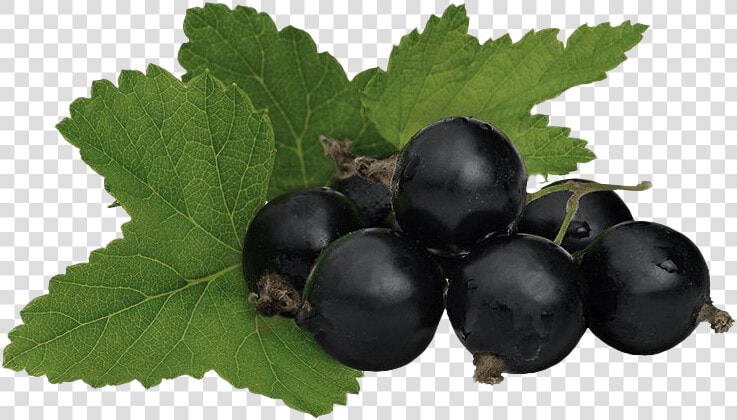 Blackcurrant Png High Quality Image   Blackcurrant  Transparent PngTransparent PNG